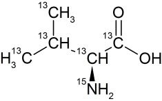 CCN5000P1